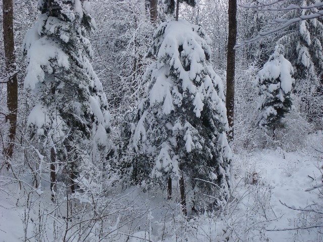 ../Images/Jagd 028.jpg